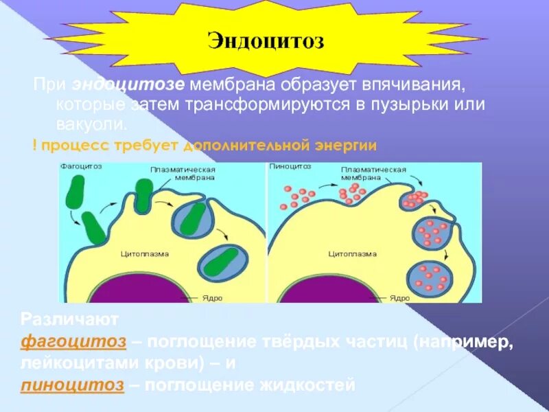 Эндоцитоз. Эндоцитоз и пиноцитоз. Эндоцитоз клетки. Процесс эндоцитоза.