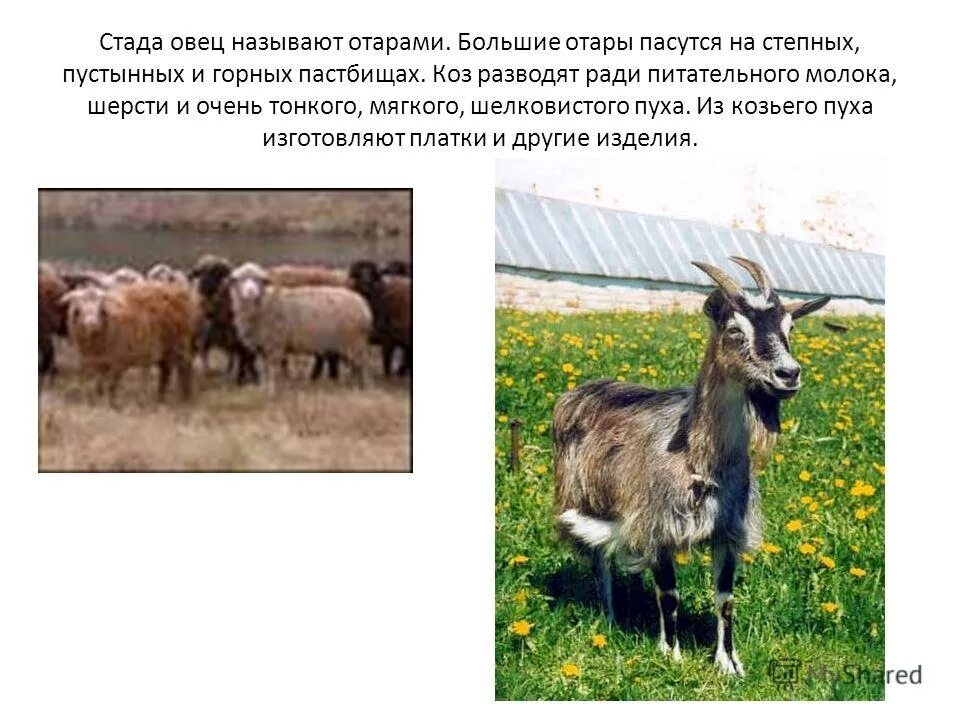 Тест животноводство в нашем крае 4 класс