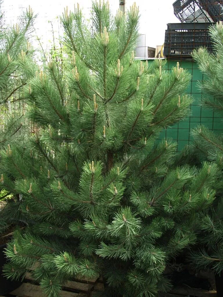 Сосна нигра описание. Сосна Pinus nigra. Сосна черная Пинус Нигра. Сосна черная (Pinus nigra). Сосна черная Австрийская.