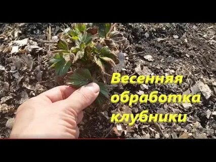 Чем обработать клубнику ранней весной