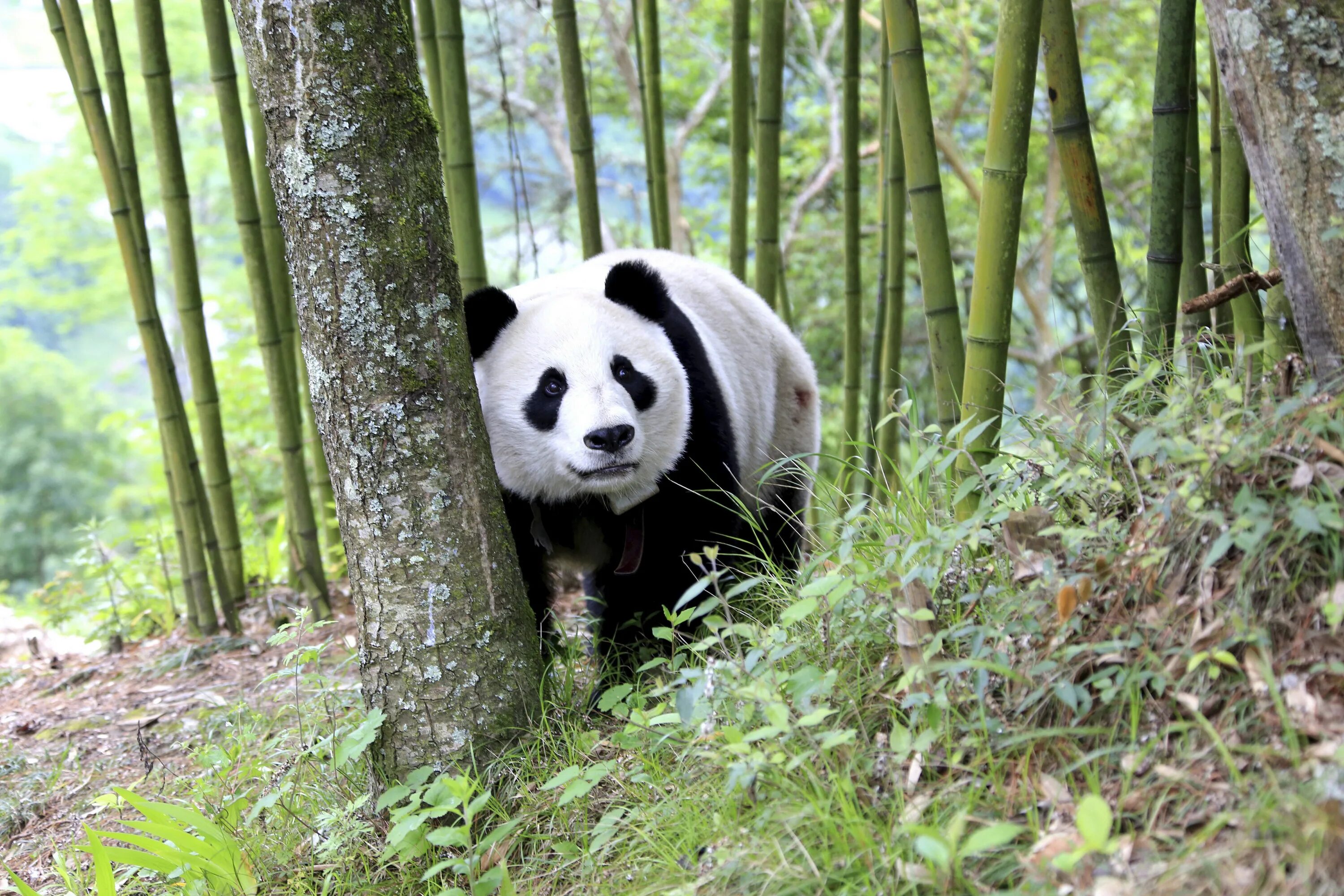 Pandas заголовки