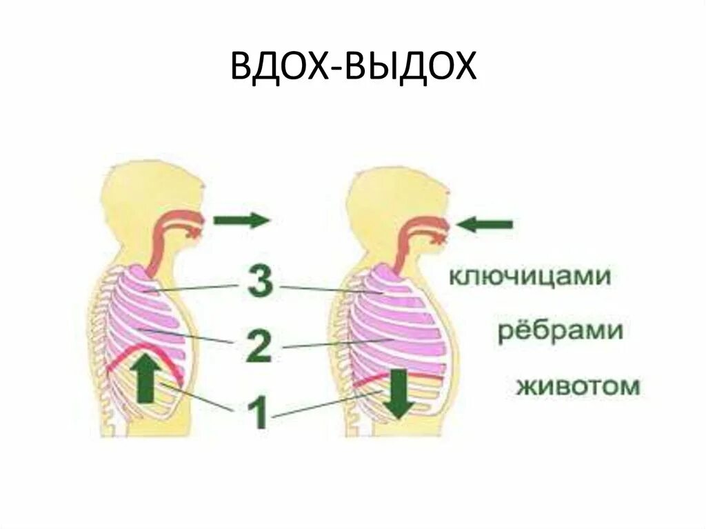 Вдох выдох выдох впр. Вдох выдох. Вдох выдох рисунок. Схема вдоха. Дыхание вдох и выдох.