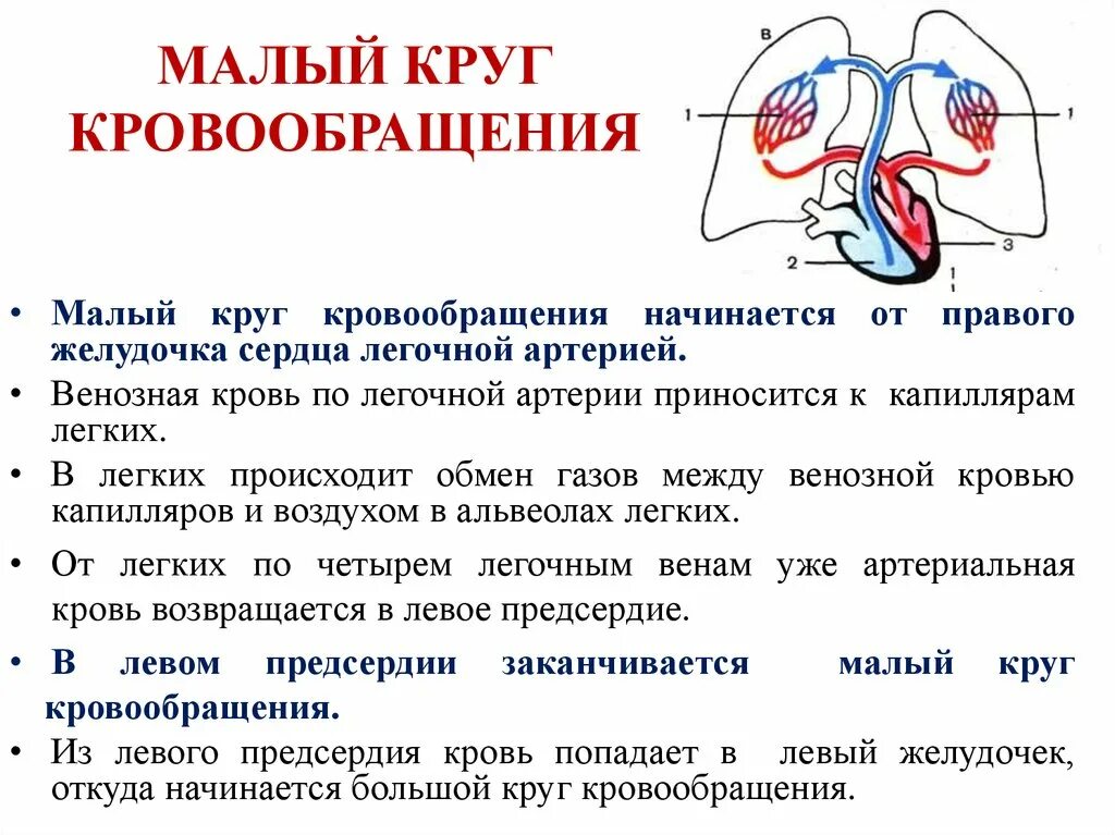 Контрольная работа кровь кровообращение. Характеристика сосудов малого круга кровообращения. Малый (легочный) круг кровообращения начинается в. Особенности малого круга кровообращения. Структура малого круга кровообращения легочный ствол.