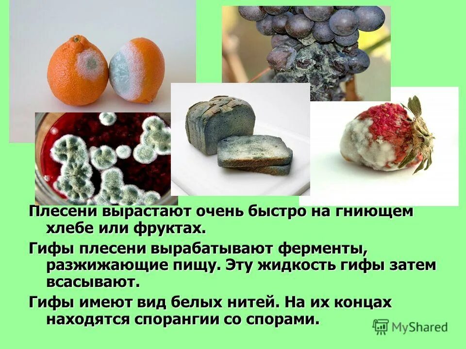 Проект 10 класс плесень Анекдоты про плесень