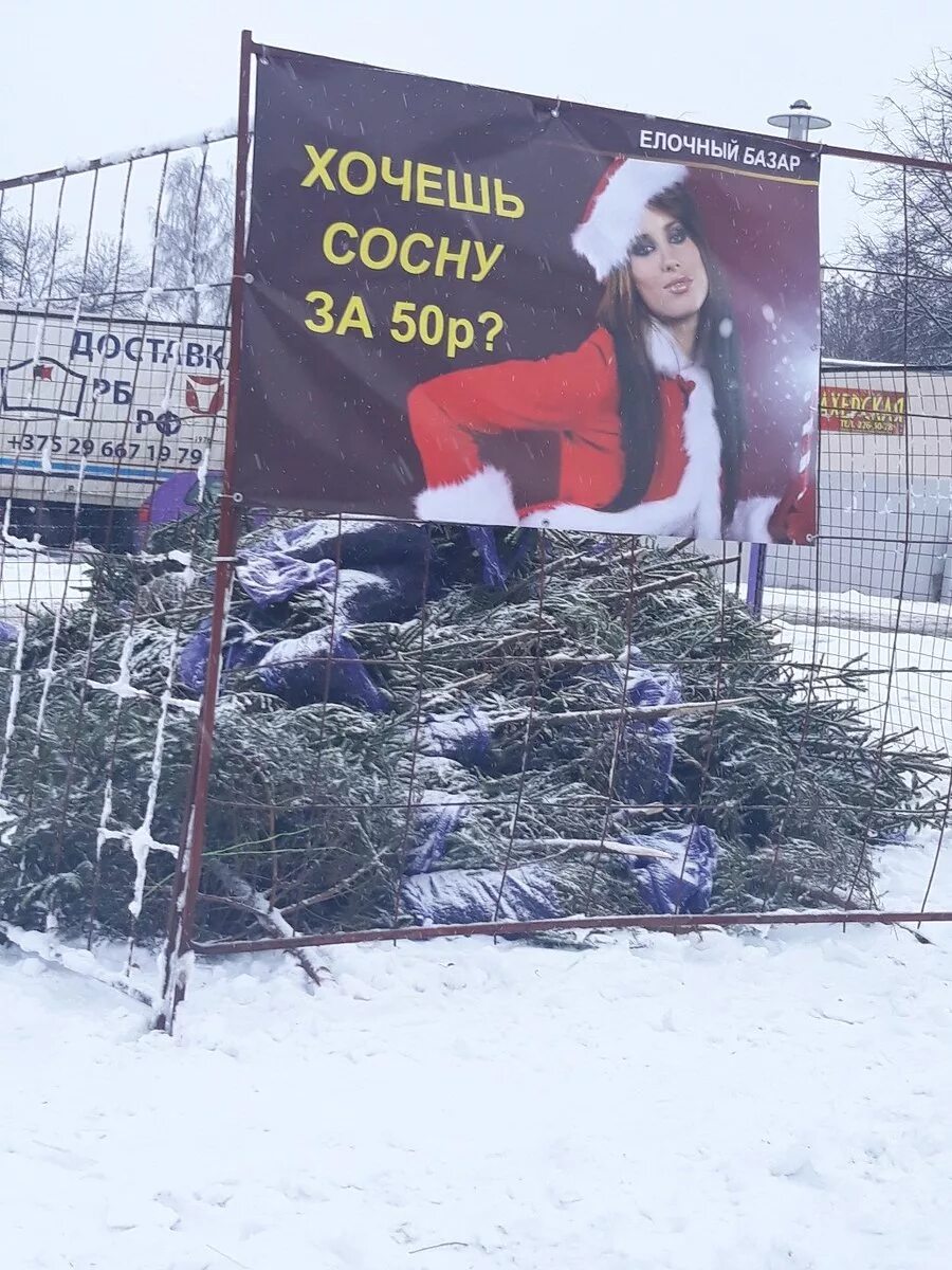 В каждой сосне не было