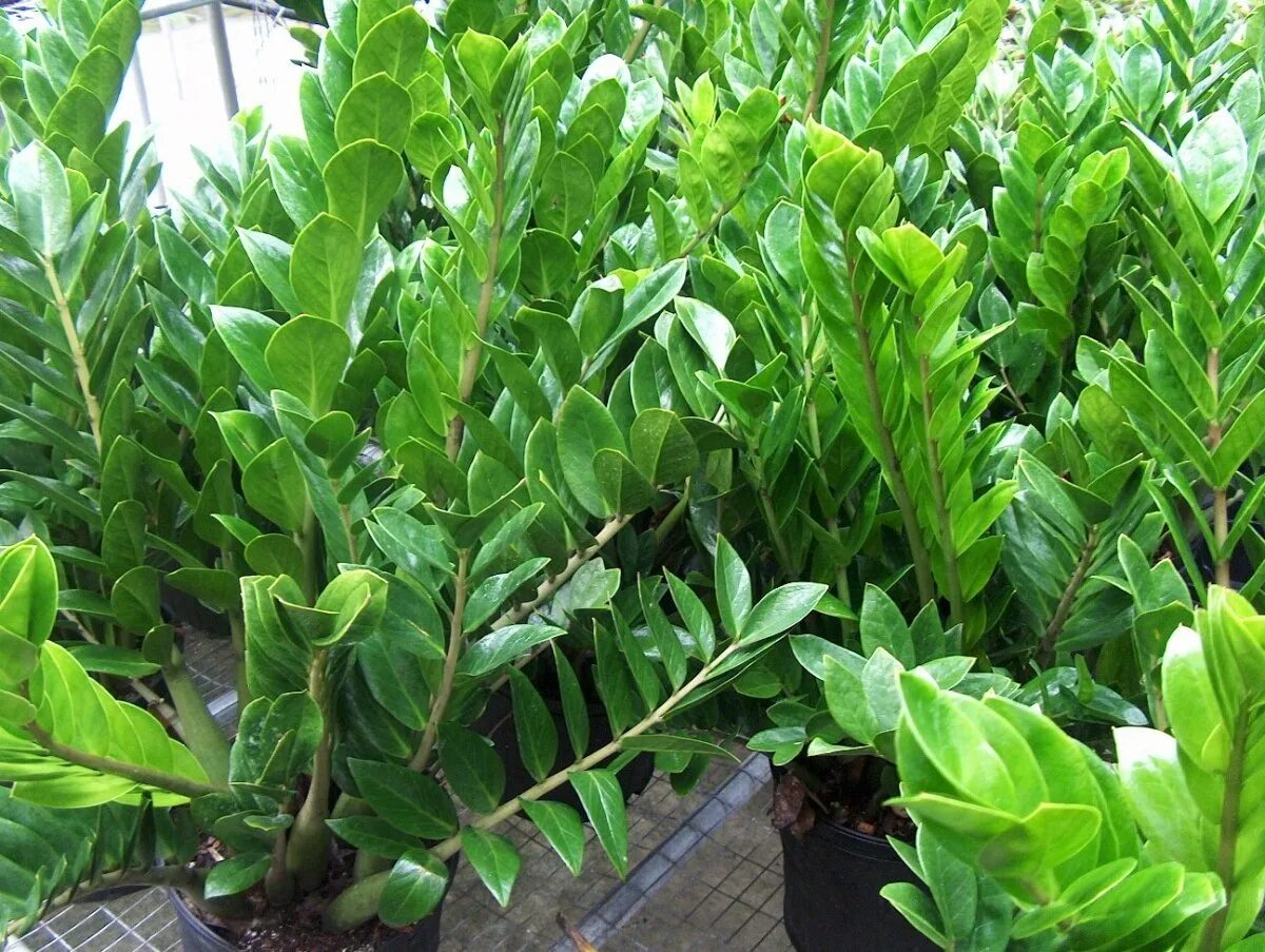 Замиокулькас в естественной среде. Замиокулькас в африке. Замиокулькас замиевидный. Замиокулькас в природе. Замиокулькас дикий.