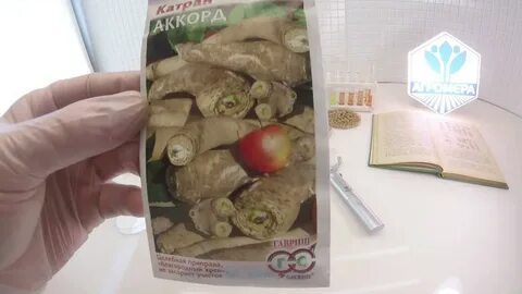 Хрен семена