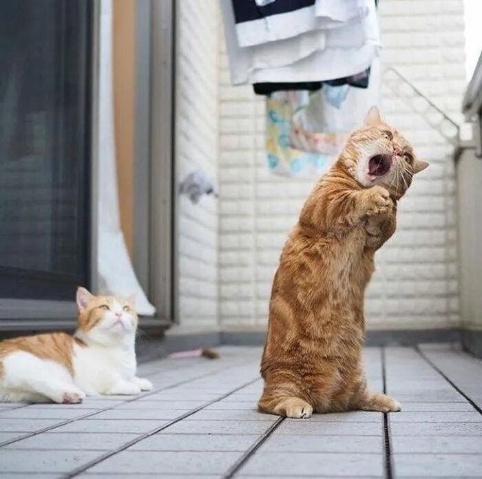 Включи самый лучший кот. Приколы с котами. петы кошки. кот поет. коты юмор.