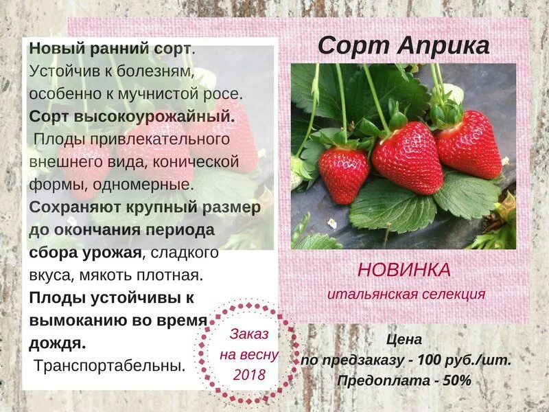 Сорт клубники априка отзывы