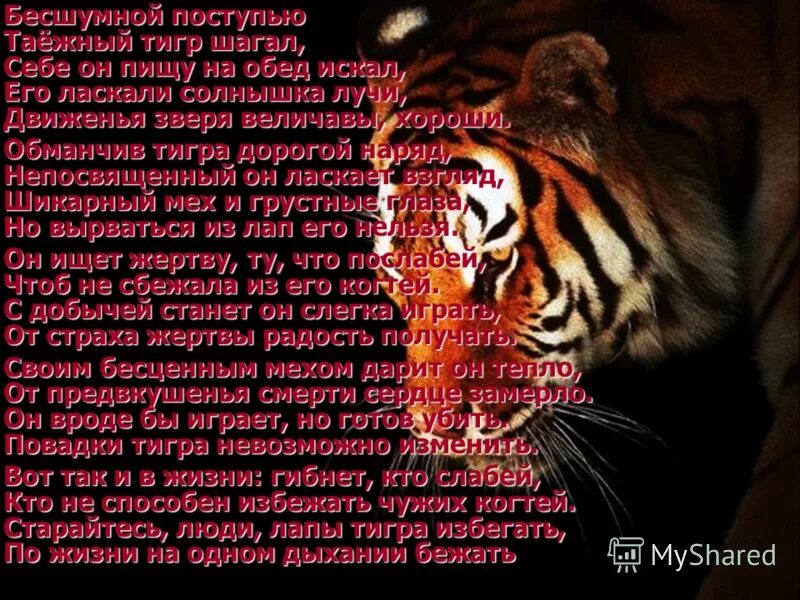 Поступью значение. Тигр стих. Стих про тигра. Стихи о Тигре. Стихи про тигров.
