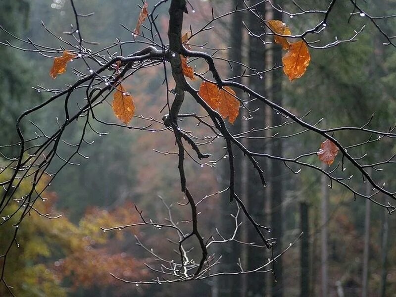 Дождливая осень. Поздняя осень. Деревья поздней осенью. Дождь поздней осенью. Облетевшей березке