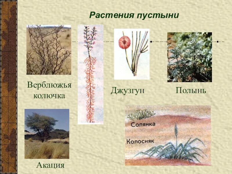 Растительный мир пустынь и полупустынь россии. Саксаул, джузгун, эфедра, солянка, Полынь. Пустыни и полупустыни растения. Полынь, колосняк, верблюжья колючка, солянка, джузгун.. Пустынные растения названия.