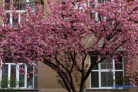 Сакура плоды