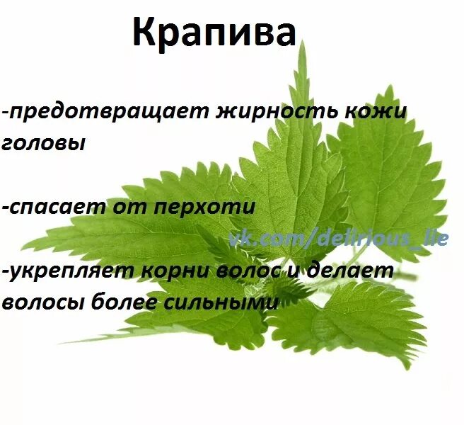 Крапива какое слово. Травы для волос список. Крапива для волос. Крапива для травника. Волоски крапивы.