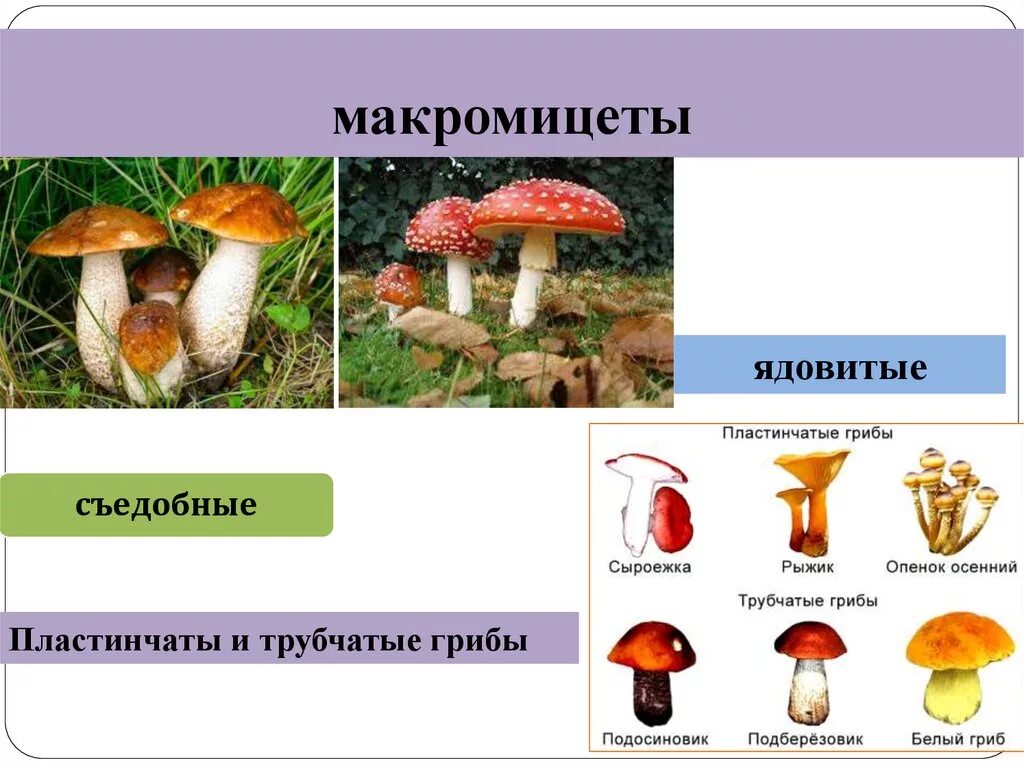 Какие грибы называют шляпочными 7 класс. Трубчатые грибы съедобные и несъедобные. Трубчатые ядовитые и несъедобные грибы. Съедобные и несъедобные грибы пластинчатые и трубчатые. Несъедобные пластинчатые грибы.