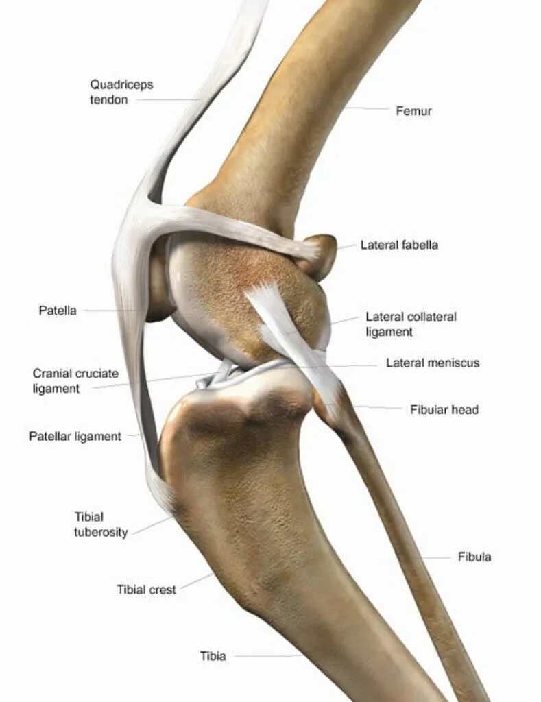Анатомия коленного сустава собаки. Пателла коленного сустава собаки. Строение коленного сустава собаки. Анатомия коленного сустава и связок собаки.