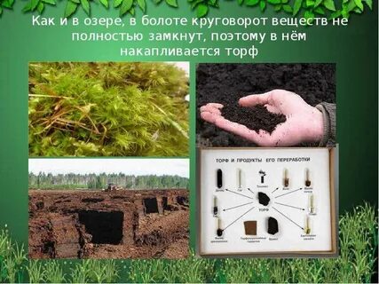 Болото естественное или пресное