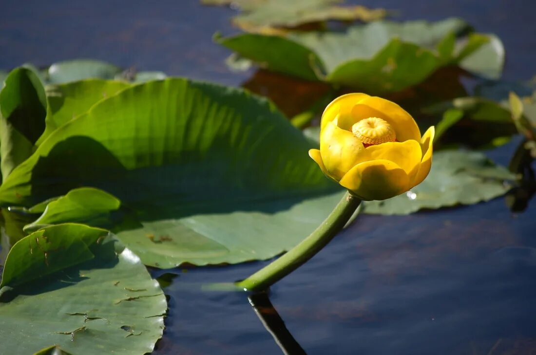 Кубышка желтая (Nuphar lutea). Кувшинка кубышка. Кубышка желтая водяная Лилия. Кубышка жёлтая - Nuphar luteum,. Желтая кувшинка на воде