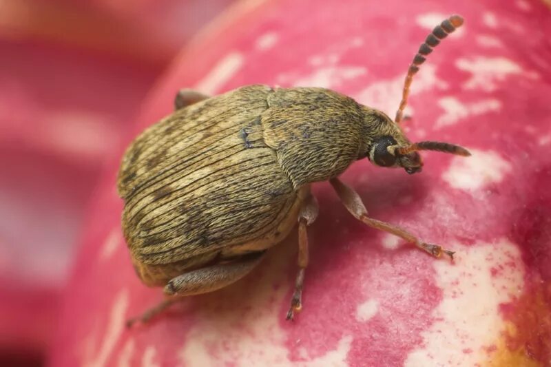 Зерновка фото. Зерновка фасолевая (acanthoscelides obtectus). жук фасолевая зерновка. жук бобовая зерновка. индийская фасолевая зерновка.