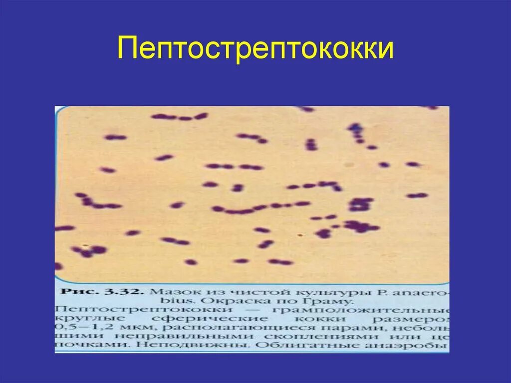 Пептококки и пептострептококки. Морфология пептострептококков. Пептострептококки микробиология морфология. Пептострептококки анаэробы.