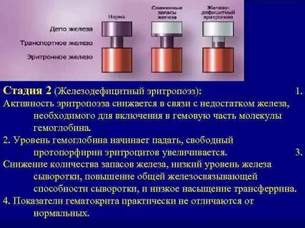 Железо в эритропоэзе необходимо преимущественно для