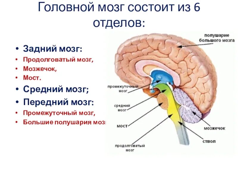 Мост основные функции. Отделы мозга продолговатый промежуточный. головной мозг строение мозжечок мост. отделы мозга передний средний продолговатый промежуточный. функции 5 отделов головного мозга человека.