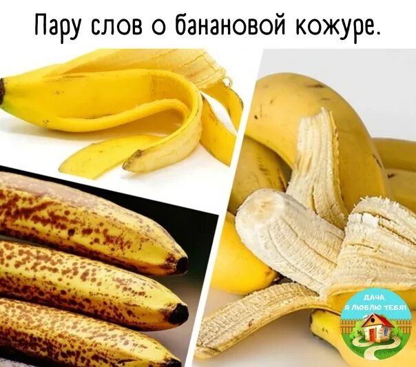 Можно есть кожуру банана. Кожура банана. Кожура от бананов. Микроэлементы в банановой кожуре. Банановая корка.
