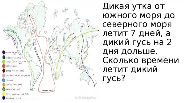 Куда летят гуси весной в россии. Карта миграции гусей. Карта миграции уток. Дикая утка от Южного моря до Северного моря. Миграция уток.