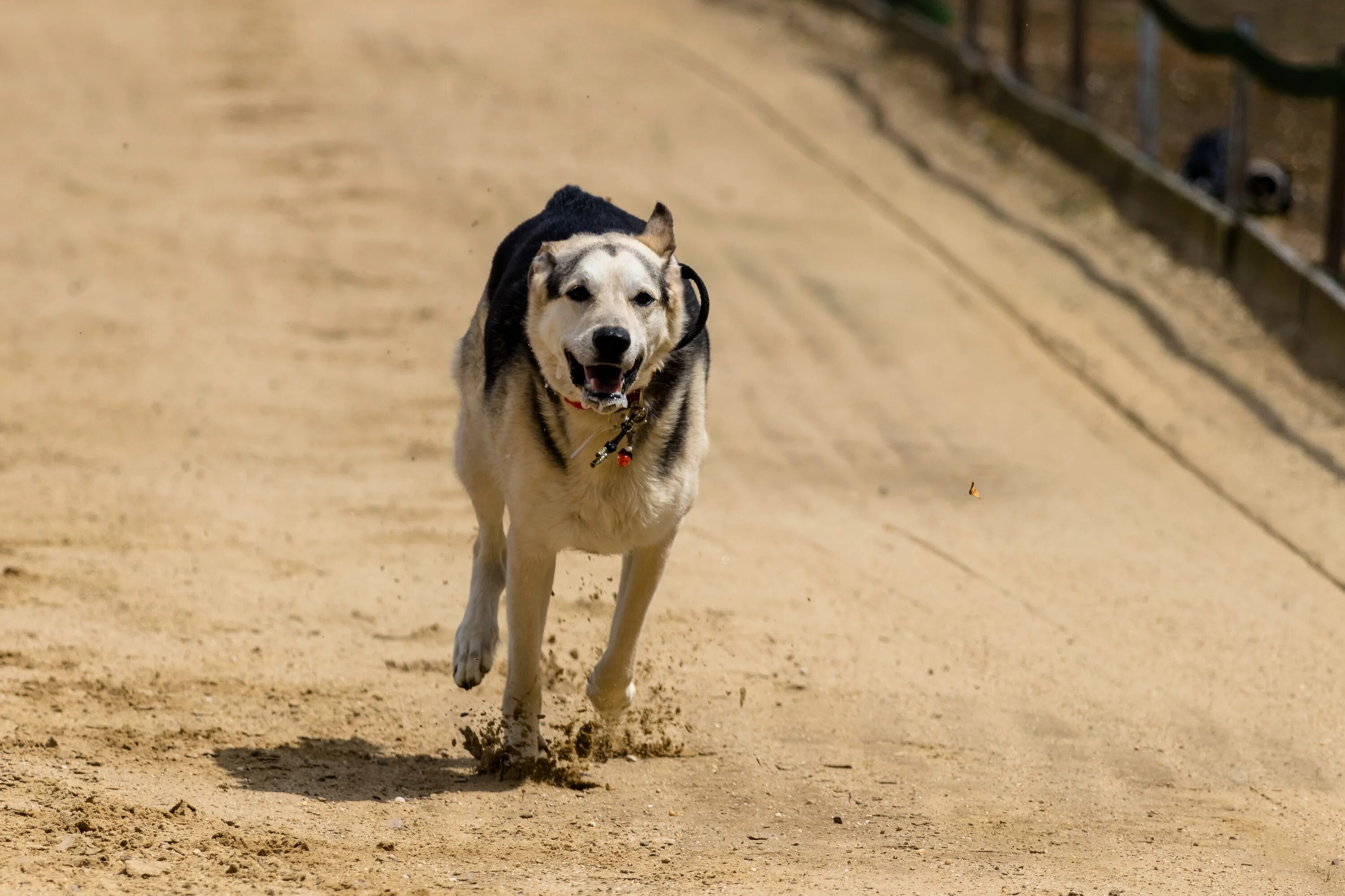 My dog running
