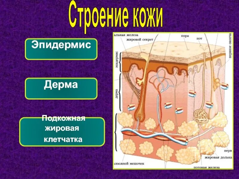Процесс деления метаболизма в эпидермисе