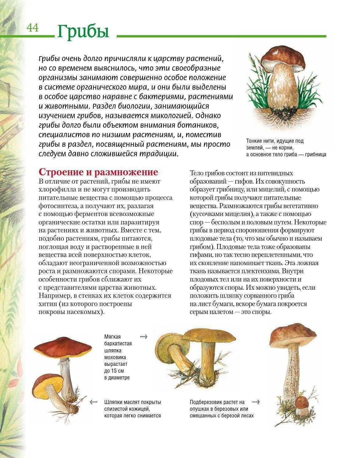 Грибы образующие плодовые. Шляпочные грибы подберезовик описание. царство грибов строение грибницы. плодовые тела грибов образованы. из чего состоит тело гриба.