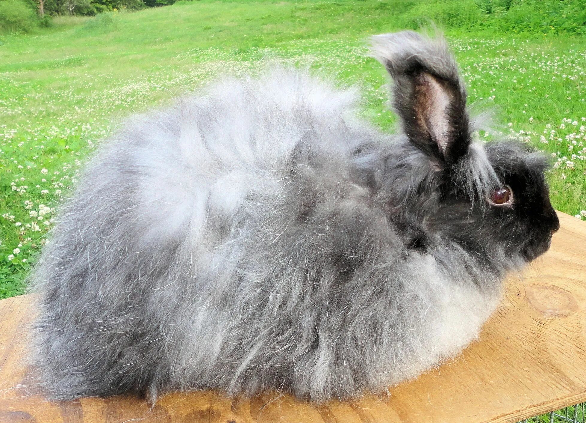 Rabbit turkey. Ангорский кролик. Ангорский пуховой. Ангорский кролик серый. Ангорский пуховой кролик.