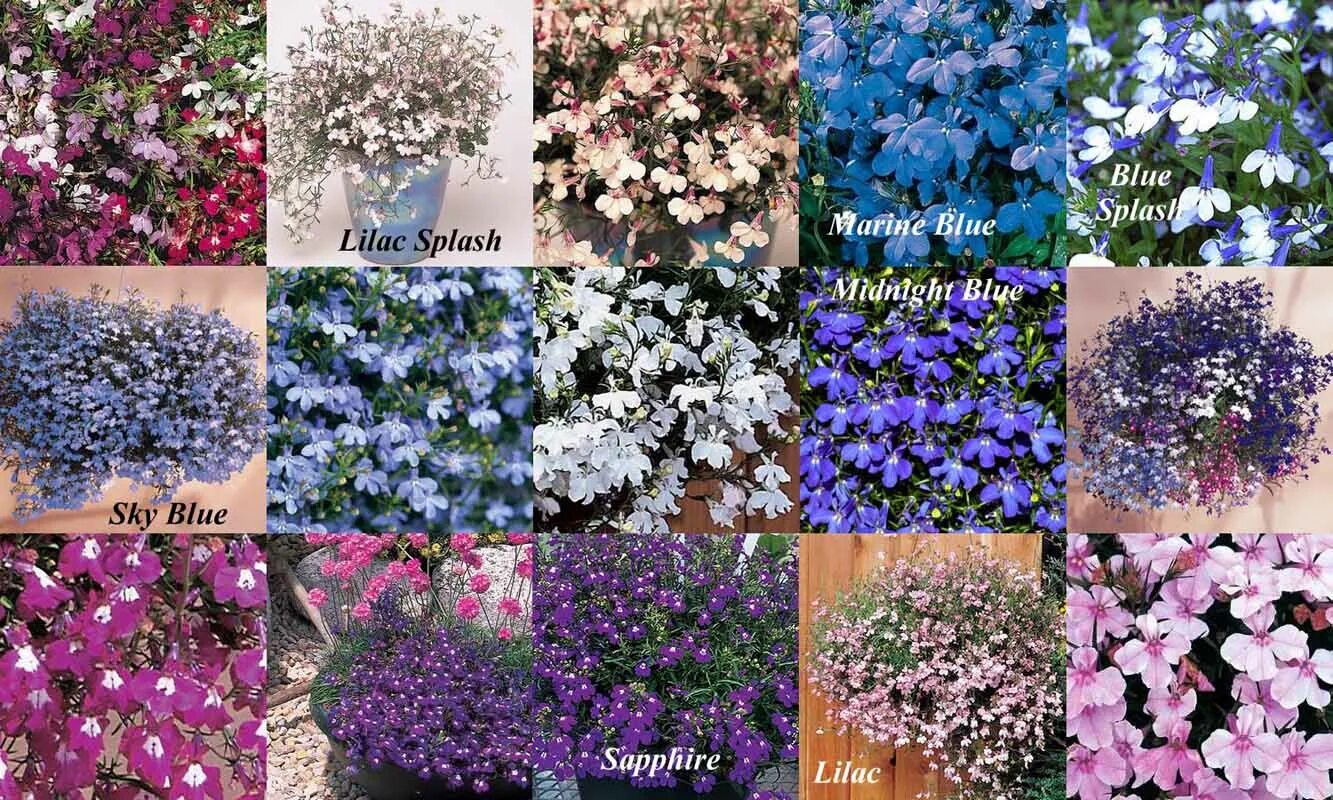 лобелия прямостоячая ривьера миднайт блю. лобелии однолетние или многолетние. лобелия дельфт. лобелия герарди. лобелия ампельная регата сапфир.