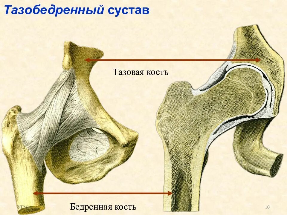 Тазобедренный сустав соединение костей. Тип соединения костей в тазобедренном суставе. Артрология. Бедро (анатомия).