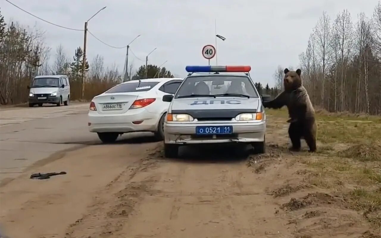 Медведь в машине. Медведь ДПС. Медведь машина полиция. Медведь в Печоре. Нападение на дороге