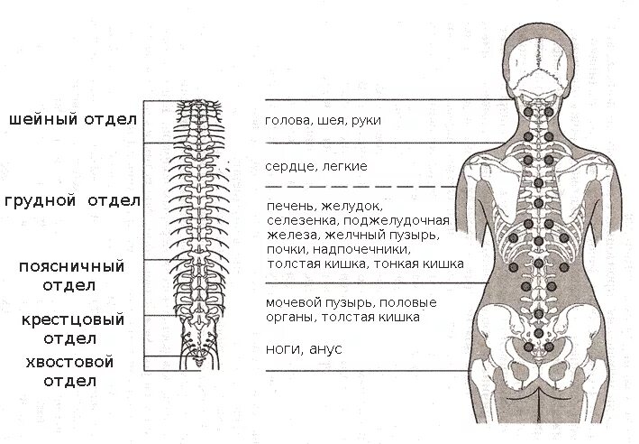 Поясница схема. Точки шейного отдела. Схема шейных позвонков человека. Паравертебральные зоны массаж. Паравертебральная линия спины.