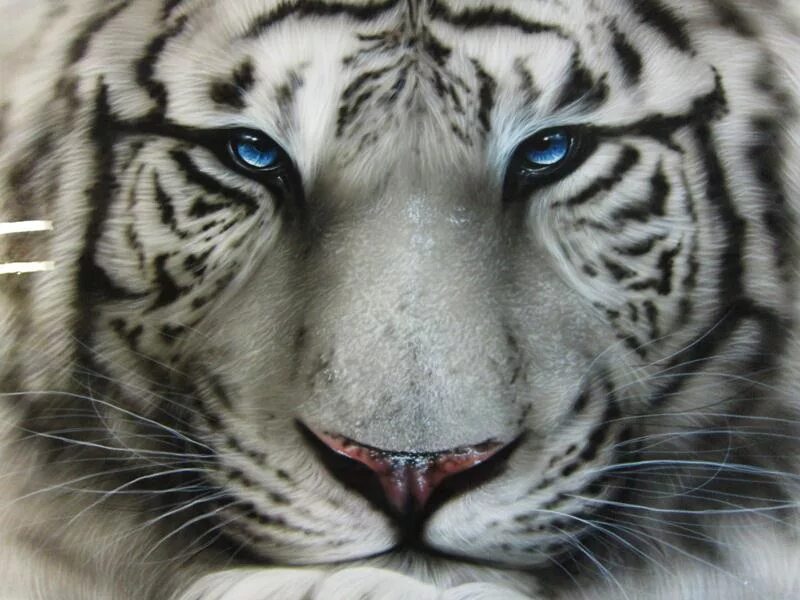 голубоглазый тигр. тигр 2022. милые тигрята. тигр на аву. тигр альбинос.