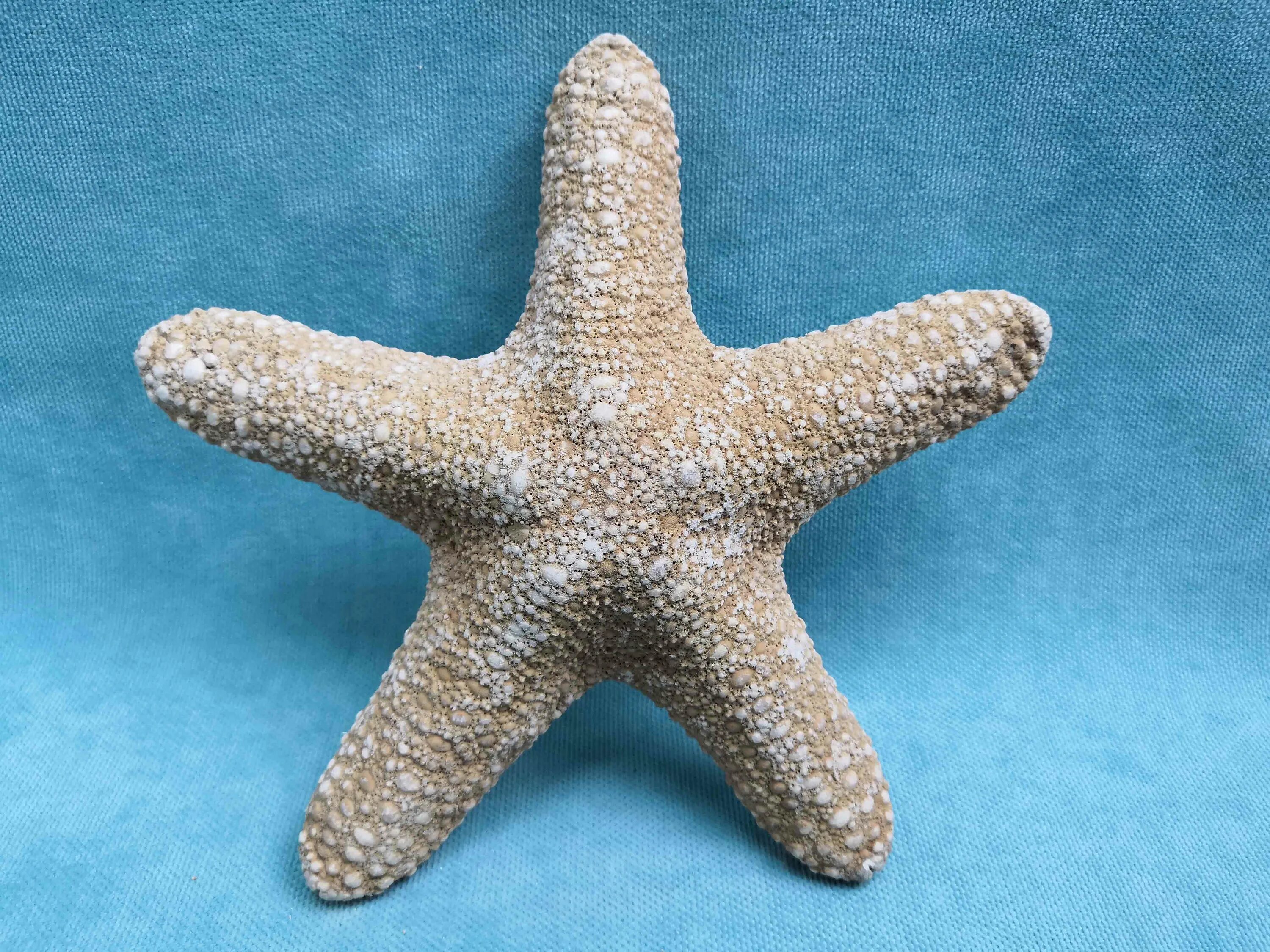 Морская звезда. Сувенирные морские звезды. Морская звезда игрушка. Декоративные морские звезды.