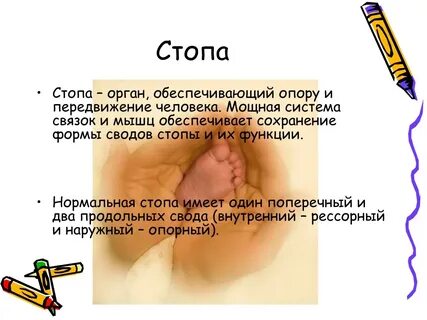 Обеспечивает опору