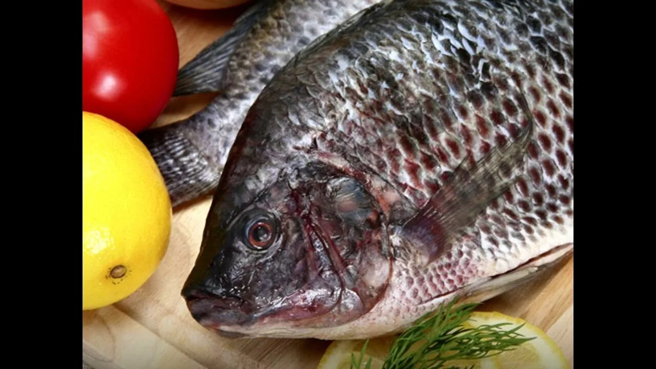 Тилапия пп. Tilapia fish. тилапия вяленая. копченая тилапия. тилапия пресноводная.
