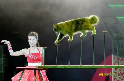 Выступают кошки