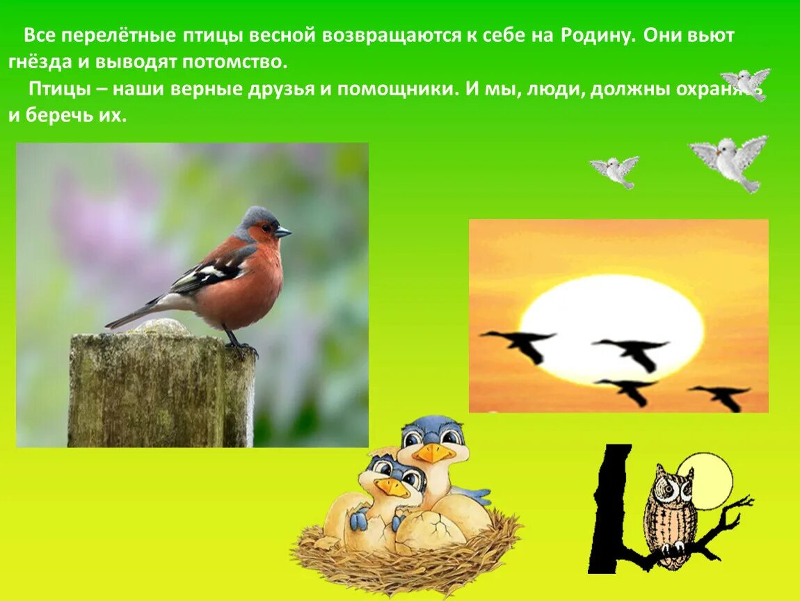 Сезонные миграции птиц. Перелетные птицы на родину к своим гнездам. Республика тыва перелетные птицы. Республика тыва перелетные птицы. Перелётные птицы забайкалья.