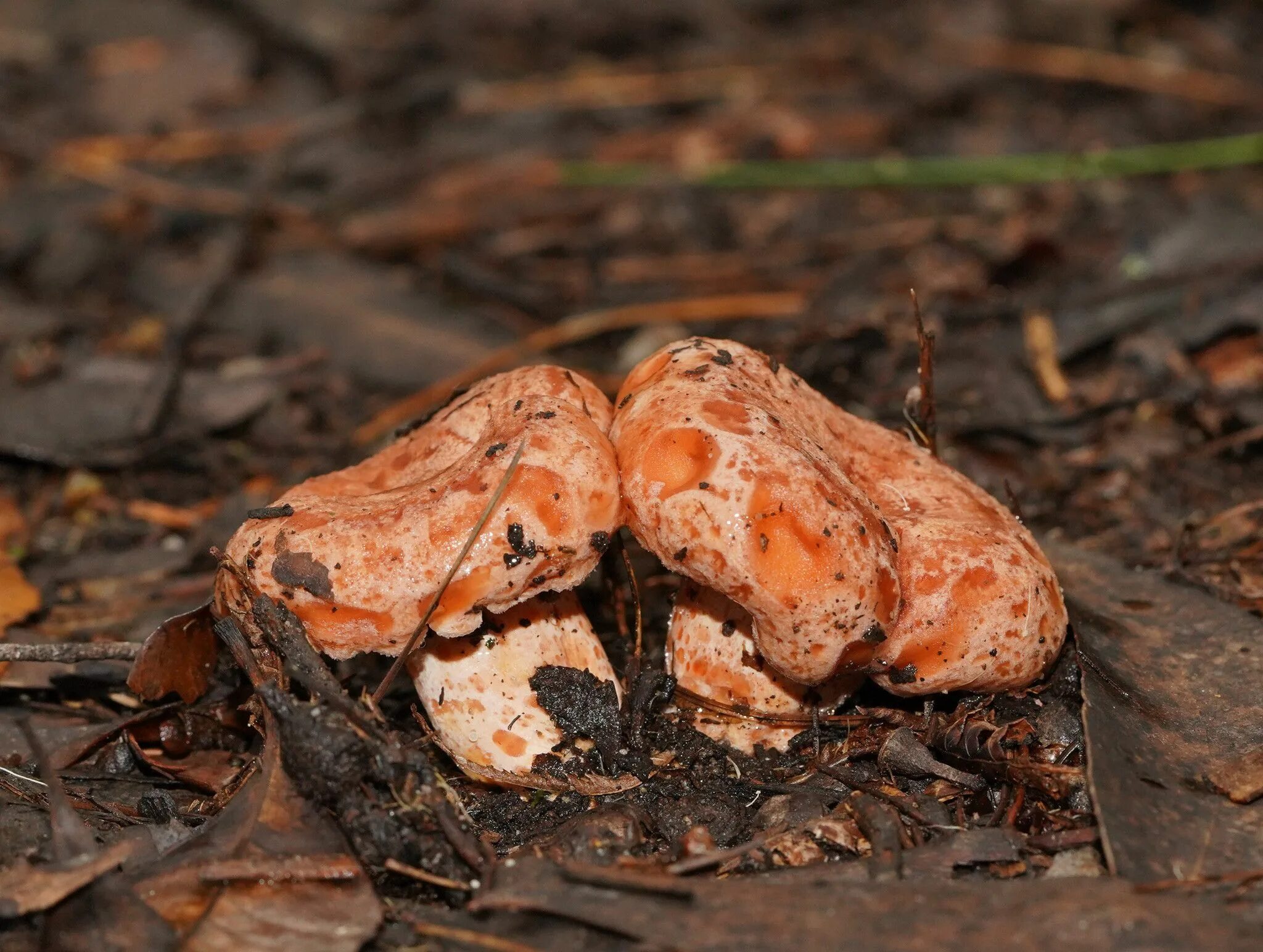 Рыжик Сосновый/Боровой (Lactarius deliciosus);. Рыжик Боровой Сосновый. Боровой Рыжик фото. Рыжик и Боровой рыжики.