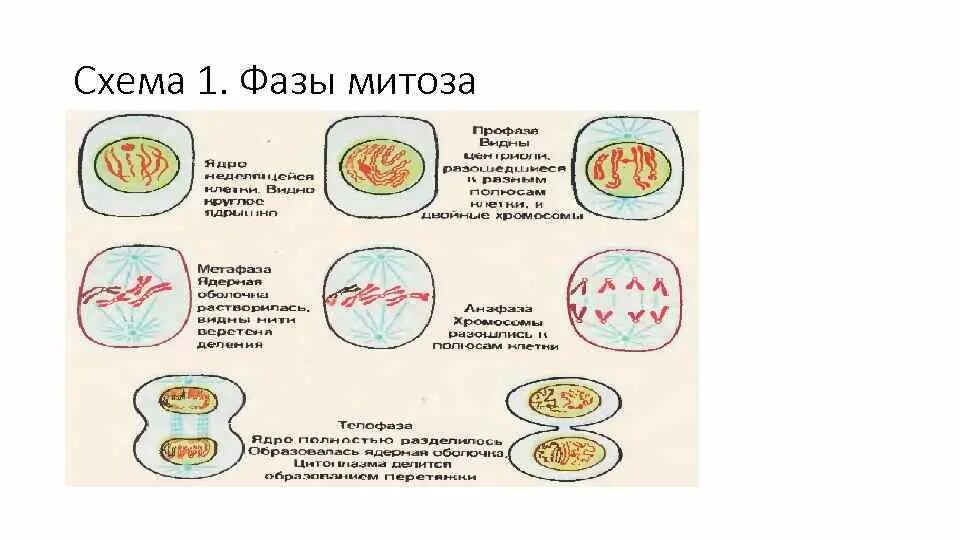 Стадия развития митоза. Схема деления клетки по фазам. митоз схема. фазы митоза. фазы митоза схема.