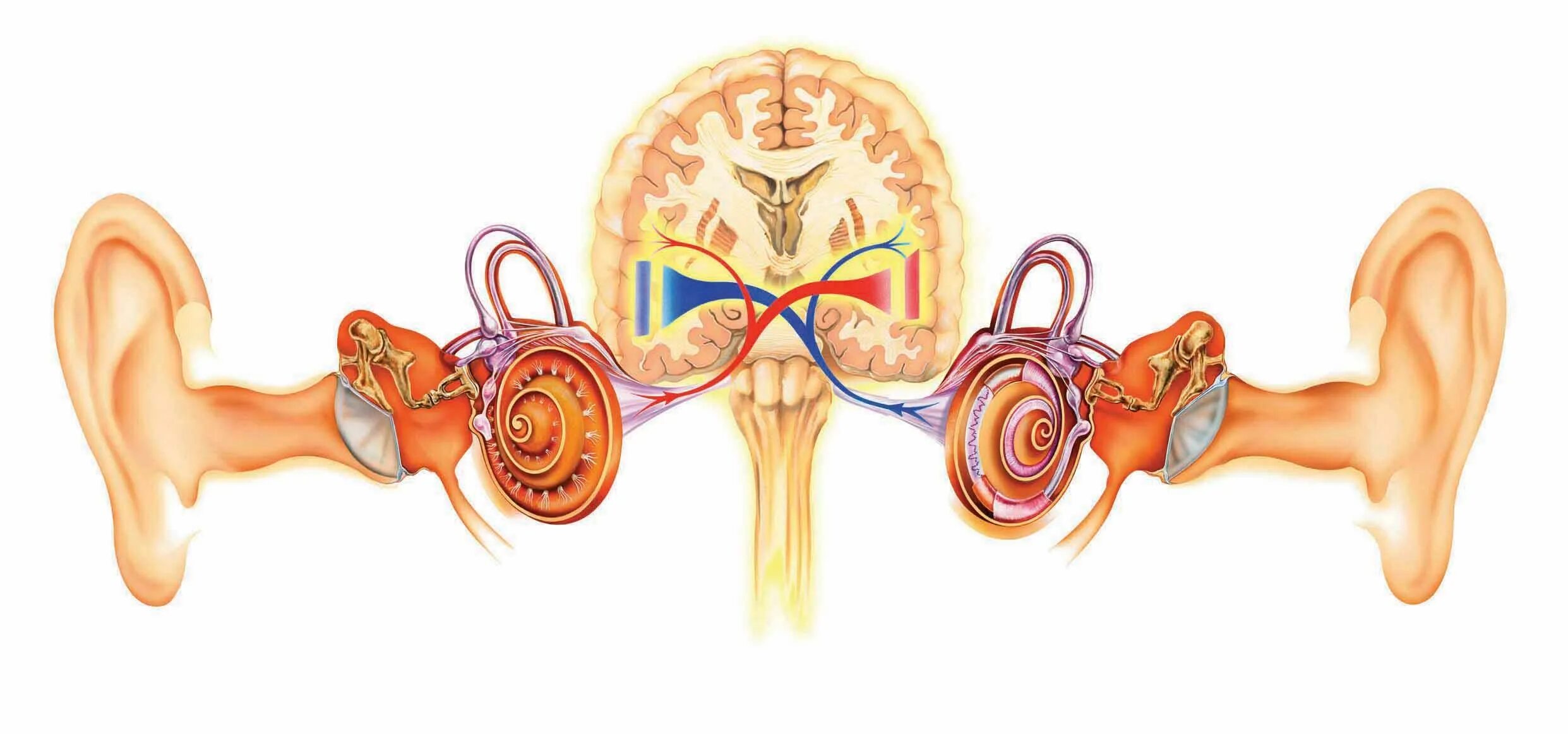 Вестибулярный аппарат мозг. Слуховой анализатор анализатор. Механизм бинаурального слуха. Орган слуха человека вестибулярный аппарат. Слуховой и вестибулярный анализаторы.