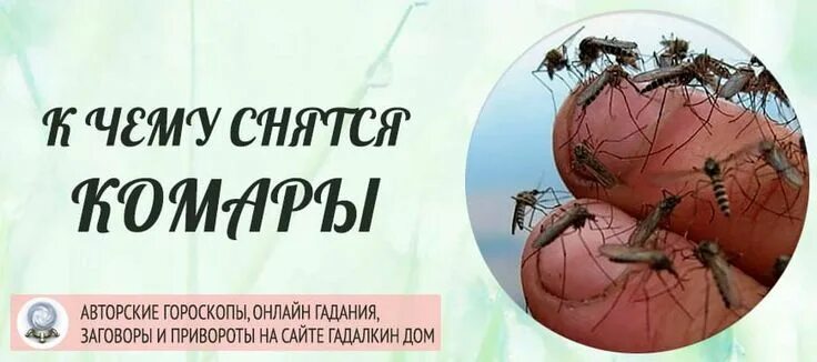 Подвальные комары. Снятся комары в большом количестве женщине. Комары на даче способы борьбы. Что такое комарик алиса что такое комарик. Комар желтолихорадочный.
