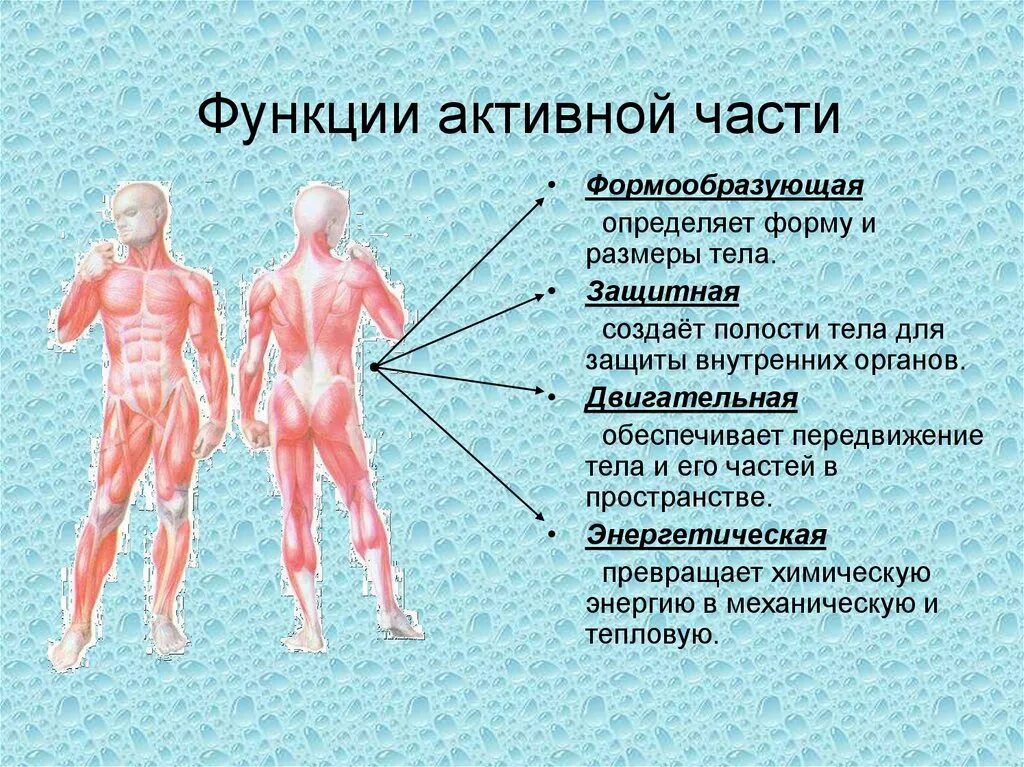 Выполняемые функции опорно двигательной. Опорно-двигательный аппарат человека. функции активной части. активная часть опорно-двигательной системы. функции активной части опорно-двигательной.