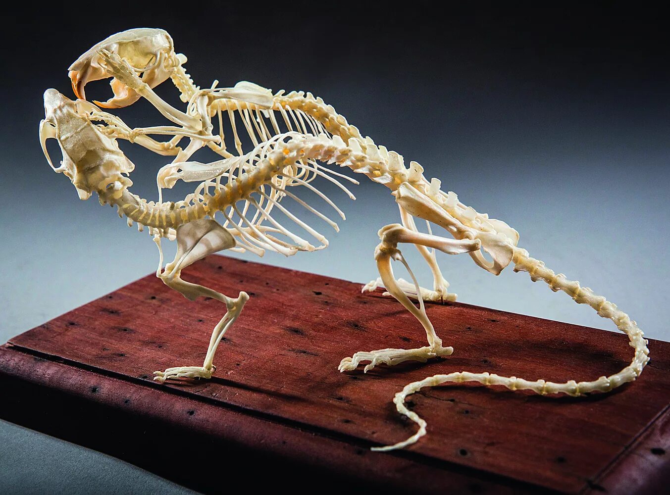 Что можно сделать из костей. Крыса Пасюк скелет. Кошкин скелет. Скелет крысы Таксидермия. Скелеты животных.