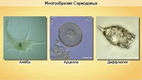 Многообразие амеб