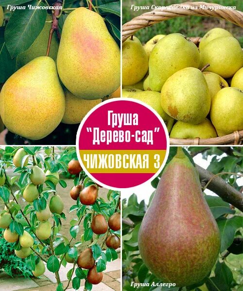 Груша аллегро описание сорта опылители. Груша скороспелка мичуринская. груша аллегро. груша аллегро дерево. груша сорт чижовская на латинском.